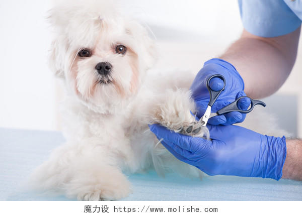 用宠物剪刀修剪狗爪子的兽医手特写宠物医生